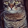 cat, tabby, close_up, yellow_eyes, fur, whiskers, animal, pet, portrait, indoor, serious, cute, mammal, feline, face, ears, nose, mustache, striped, domestic_cat