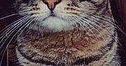Sweety a rejoint le concours — aidez-le/la à gagner de superbes lots ! american_shorthair, american_wirehair, asian, california_spangled, cat, cat_like_mammal, domestic_short_haired_cat, dragon_li, european_shorthair, eye, fauna, fur, kitten, mammal, pixie_bob, small_to_medium_sized_cats, snout, tabby_cat, whiskers, wild_cat