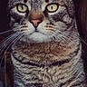 Sweety a rejoint le concours — aidez-le/la à gagner de superbes lots ! american_shorthair, american_wirehair, asian, california_spangled, cat, cat_like_mammal, domestic_short_haired_cat, dragon_li, european_shorthair, eye, fauna, fur, kitten, mammal, pixie_bob, small_to_medium_sized_cats, snout, tabby_cat, whiskers, wild_cat