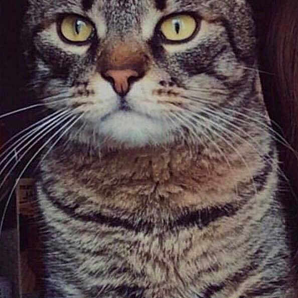 Sweety