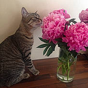 Sweety participe au concours pour gagner de l'argent avec cette photo : cat, cat_like_mammal, cut_flowers, floral_design, flower, flower_bouquet, flowering_plant, flowerpot, kitten, pink, plant, small_to_medium_sized_cats, vase, whiskers