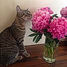 Sweety participe au concours pour gagner de l'argent avec cette photo : cat, cat_like_mammal, cut_flowers, floral_design, flower, flower_bouquet, flowering_plant, flowerpot, kitten, pink, plant, small_to_medium_sized_cats, vase, whiskers