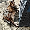 Sweety a rejoint le concours — aidez-le/la à gagner de superbes lots ! animal, cat, daylight, ears, fur, furniture, ground, looking, outdoor, patio, paws, pet, relaxed, resting, shadow, sunlight, tabby_cat, texture, whiskers, woven_chair