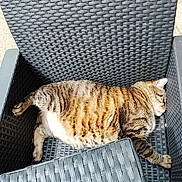 Sweety a rejoint le concours — aidez-le/la à gagner de superbes lots ! animal, cat, cozy, cute, daytime, domestic_cat, furniture, lazy, napping, outdoor_chair, pattern, paw, pet, relaxing, resting, sleeping, striped, sunlight, tabby_cat, woven_texture