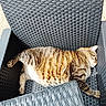 animal, cat, cozy, cute, daytime, domestic_cat, furniture, lazy, napping, outdoor_chair, pattern, paw, pet, relaxing, resting, sleeping, striped, sunlight, tabby_cat, woven_texture