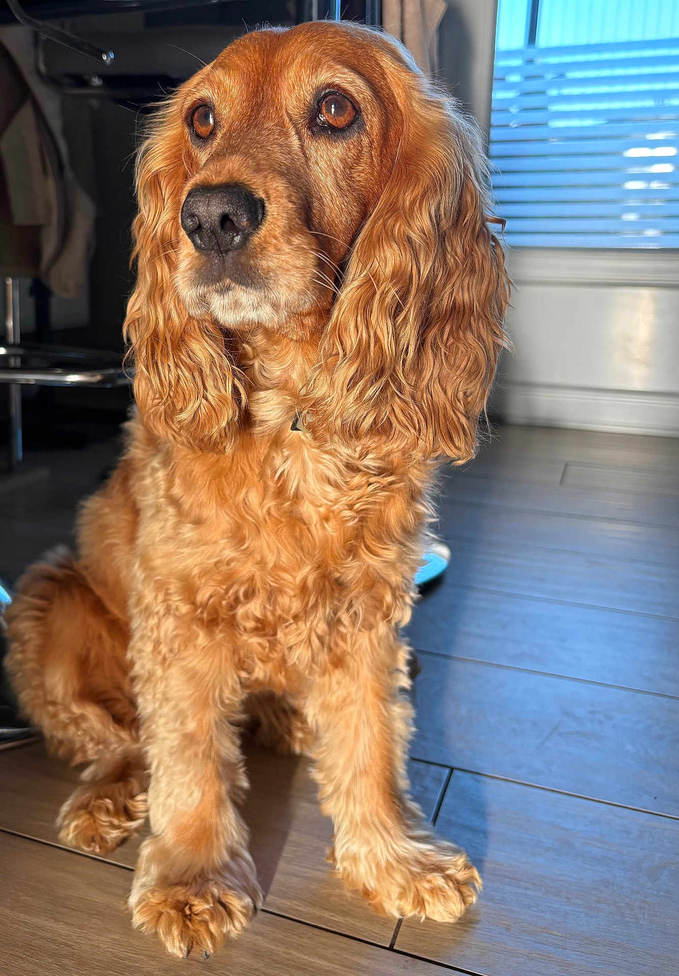 Mady participe au concours pour gagner de l'argent avec cette photo : dog, golden_retriever, cocker_spaniel, pet, indoor, wooden_floor, sunlight, curly_fur, brown_eyes, close_up, sitting, animal, companion, fur, portrait, canine, domestic_animal, looking_away, window_blinds, floor