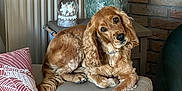 Mady participe au concours pour gagner de l'argent avec cette photo : dog, golden_retriever, pet, indoor, sofa, armrest, lamp, snow_globe, decor, pillow, radiator, brick_wall, furniture, cozy, comfortable, cute, head_tilt, living_room, relaxed, floppy_ears