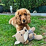Mady participe au concours pour gagner de l'argent avec cette photo : dog, toy, stuffed_animal, grass, garden, hedge, outdoor, pet, cute, brown_fur, curly_fur, animal, playful, nature, greenery, relaxed, lawn, summer, daylight, closeup