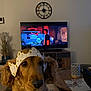 Mady participe au concours pour gagner de l'argent avec cette photo : dog, golden_dog, paper_crown, living_room, television, clock, table, decor, plant, furniture, wooden_table, carpet, lamp, indoor, pet, animal, canine, home, relaxing, watching_tv