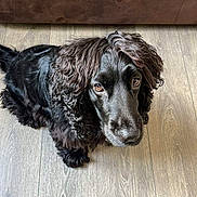 Mady participe au concours pour gagner de l'argent avec cette photo : dog, black_dog, curly_fur, pet, indoor, wooden_floor, brown_couch, looking_up, animal, furry, companion, canine, flooring, domestic, mammal, cute, portrait, sitting, fur_texture, house