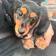 Delia joined the competition — help win amazing prizes! puppy, dog, black_and_tan, close_up, cute, tongue_out, fluffy_paws, person_hand, black_clothing, car_seat, iced_drink, blue_straw, indoor, pet, young_dog, animal, holding, portrait, friendly, soft_fur