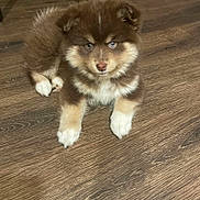 Jade joined the competition — help win amazing prizes! puppy, dog, brown, white, blue_eyes, fluffy, cute, pet, animal, indoor, wooden_floor, young_dog, fur, portrait, lying_down, looking, paws, domestic_animal, companion, adorable