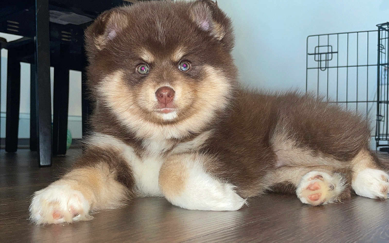 Jade is registered to the contest to win money with this photo: puppy, dog, brown_fur, white_fur, fluffy, indoor, floor, paw, cute, pet, animal, laying_down, looking_at_camera, young_dog, domestic_animal, wooden_floor, crate, chair, curious, adorable