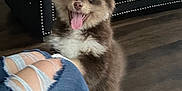 Jade is registered to the contest to win money with this photo: puppy, dog, happy, tongue_out, ripped_jeans, person, indoor, floor, couch, furniture, living_room, black_couch, nailhead_trim, fluffy, brown_dog, white_paws, pet, playful, smiling, cute