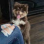 puppy, dog, happy, tongue_out, ripped_jeans, person, indoor, floor, couch, furniture, living_room, black_couch, nailhead_trim, fluffy, brown_dog, white_paws, pet, playful, smiling, cute