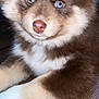Jade is registered to the contest to win money with this photo: puppy, dog, close_up, blue_eyes, fluffy, brown_coat, white_coat, lying_down, wooden_floor, pet, young_dog, animal, cute, fur, domestic_animal, portrait, indoor, mammal, face, nose