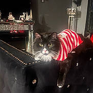 Murray is registered to the contest to win money with this photo: cat, black_and_white, striped_sweater, santa_sweater, sofa, studs, living_room, holiday_decorations, christmas, festive, pet, feline, whiskers, cozy, indoor, relaxed, decor, lamp, window, ornaments
