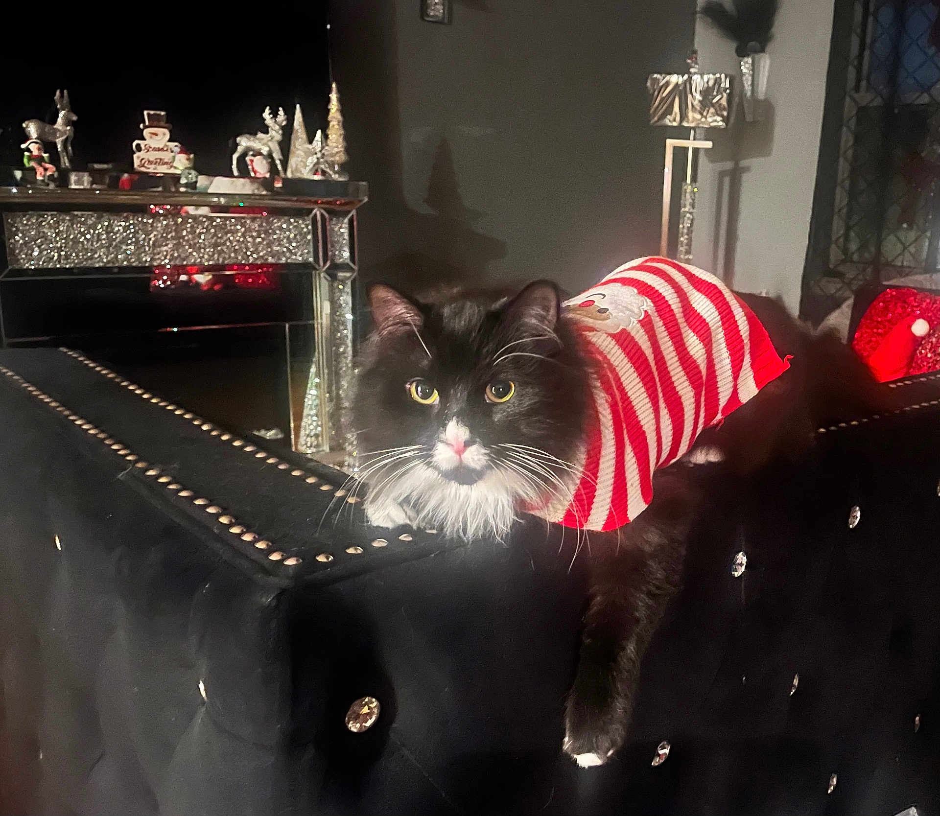 Murray is registered to the contest to win money with this photo: cat, black_and_white, striped_sweater, santa_sweater, sofa, studs, living_room, holiday_decorations, christmas, festive, pet, feline, whiskers, cozy, indoor, relaxed, decor, lamp, window, ornaments