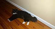 Mursita Marie G joined the competition — help win amazing prizes! animal, baseboard, black_cat, cat, domestic_cat, feline, flooring, fur, home, indoor, long_hair, lying_down, pet, relaxed, resting, wall, whiskers, white_chest, white_paws, wooden_floor
