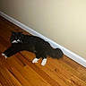 animal, baseboard, black_cat, cat, domestic_cat, feline, flooring, fur, home, indoor, long_hair, lying_down, pet, relaxed, resting, wall, whiskers, white_chest, white_paws, wooden_floor
