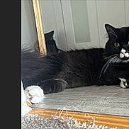 Mursita Marie G is registered to the contest to win money with this photo: animal, black_and_white, cat, curious, domestic_cat, doorway, floor, fluffy, fur, home, indoor, lying_down, mammal, paw, pet, relaxed, resting, whiskers, wooden_floor, yellow_eyes
