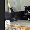 animal, black_and_white, cat, curious, domestic_cat, doorway, floor, fluffy, fur, home, indoor, lying_down, mammal, paw, pet, relaxed, resting, whiskers, wooden_floor, yellow_eyes