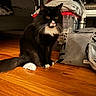 black_and_white, cat, container, cozy, curious, domestic_animal, flooring, fur, furniture, home, household, indoor, pet, plastic_bags, sitting, tail, tuxedo_cat, whiskers, wooden_floor, yellow_eyes