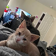 Aspen joined the competition — help win amazing prizes! animal, bedroom, blanket, cat, cozy, curious, cute, domestic, ears, fur, furniture, home, indoor, kitten, pet, relaxed, sleepy, tail, whiskers, young