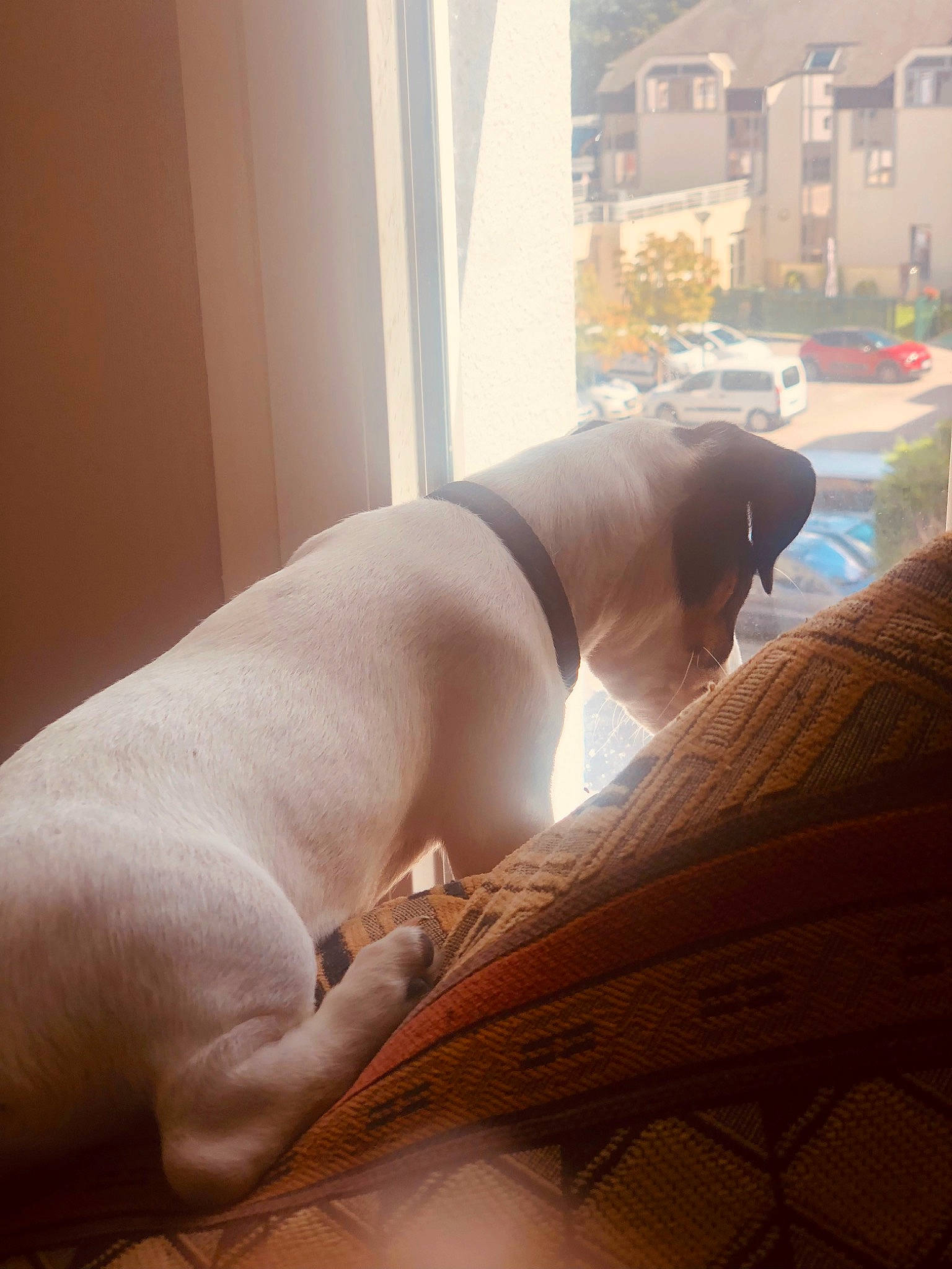 Tiya participe au concours pour gagner de l'argent avec cette photo : abdomen, carnivore, comfort, companion_dog, dog, dog_breed, elbow, fawn, floor, flooring, foot, hardwood, human_leg, knee, tail, thigh, tints_and_shades, trunk, window, wood