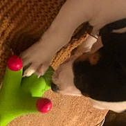 Tiya participe au concours pour gagner de l'argent avec cette photo : carnivore, close_up, comfort, companion_dog, dog, dog_breed, ear, fawn, felidae, gesture, human_leg, nail, paw, petal, small_to_medium_sized_cats, snout, tail, thumb, whiskers, wrist