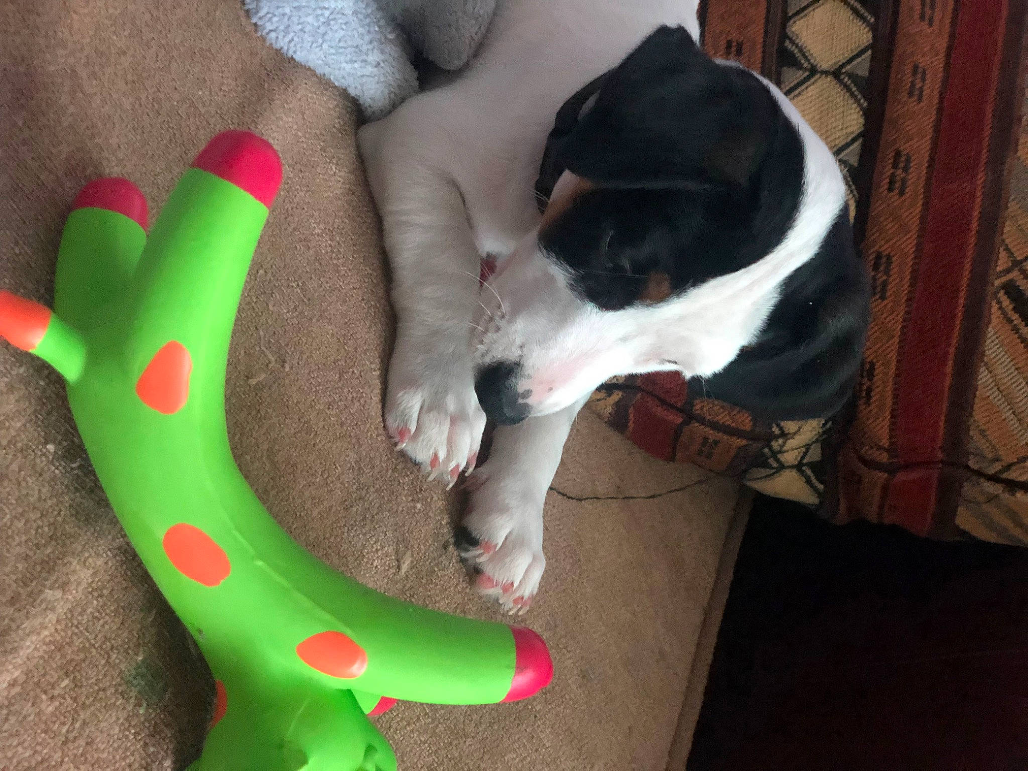 Tiya participe au concours pour gagner de l'argent avec cette photo : carmine, carnivore, comfort, companion_dog, dog, dog_breed, felidae, foot, fur, gesture, human_leg, lap, nail, paw, pet_supply, small_to_medium_sized_cats, sock, tail, whiskers, wrist