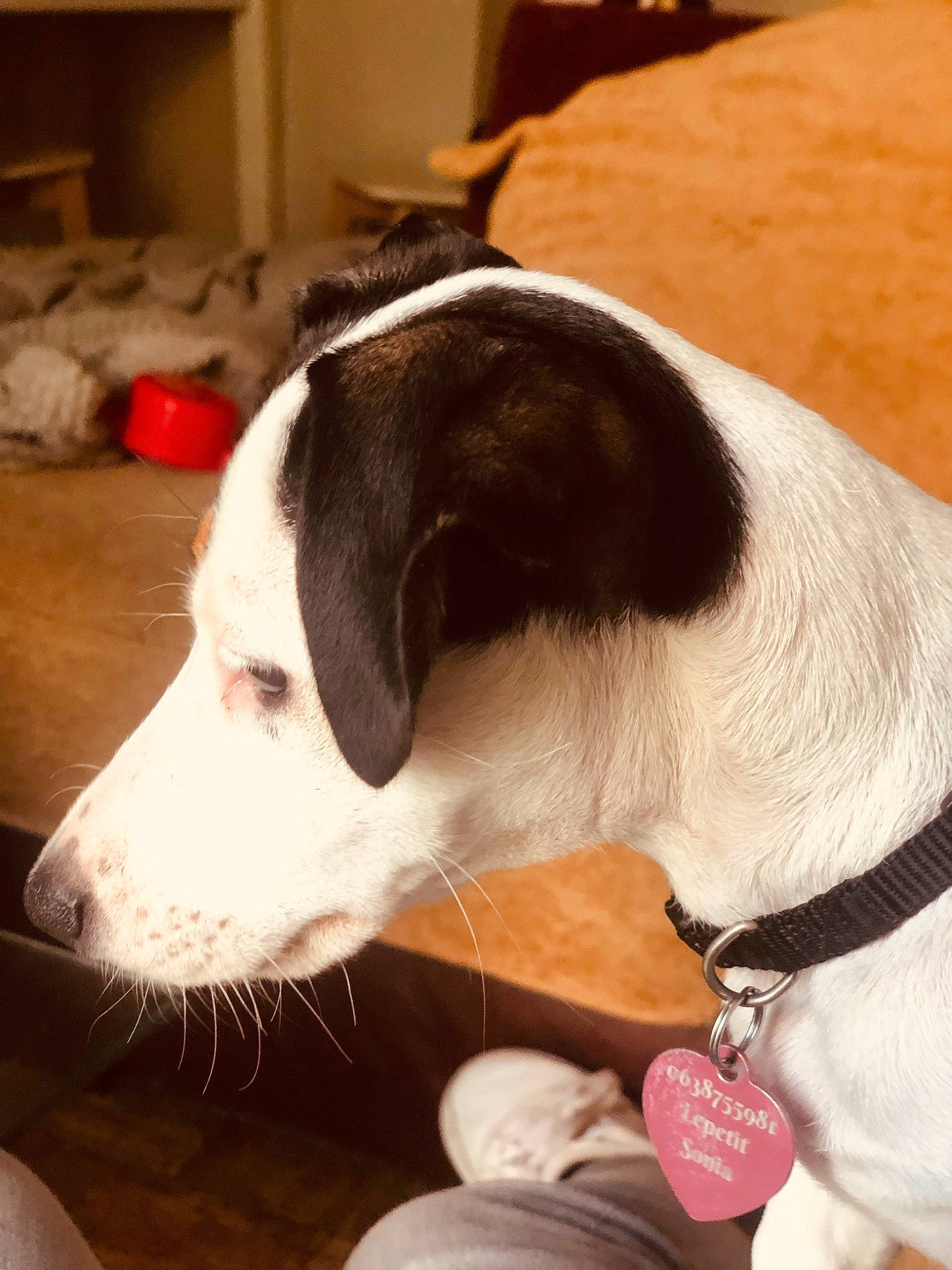 Tiya a rejoint le concours — aidez-le/la à gagner de superbes lots ! box, canidae, carnivore, collar, comfort, companion_dog, dog, dog_breed, dog_collar, fur, non_sporting_group, pet_supply, snout, sporting_group, whiskers, working_animal