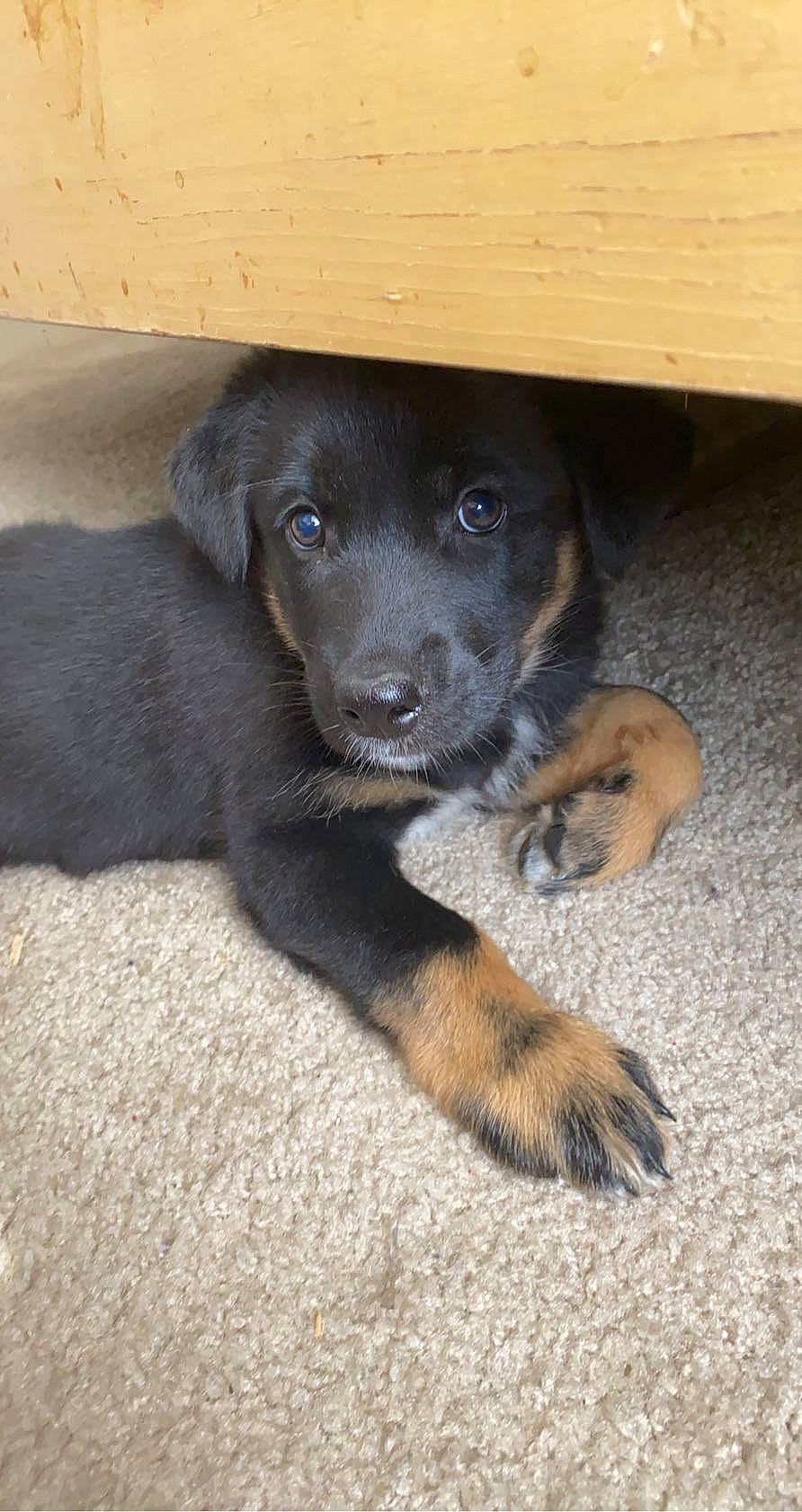 Zeus is registered to the contest to win money with this photo: beagador, borador, canidae, carnivore, dog, dog_breed, fawn, hovawart, labrador_retriever, mammal, puppy, sporting_group, street_dog