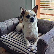 Myway participe au concours pour gagner de l'argent avec cette photo : animal, architecture, building, canine, chair, chihuahua, couch, cushion, dog, dogbed, furniture, homedecor, indoors, interiordesign, livingroom, pet, puppy, room