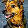 Pepper participe au concours pour gagner de l'argent avec cette photo : brown_eyes, brown_fur, canine, close_up, collar, dog, domestic_animal, ears, eyes, fur_texture, furry, id_tag, nose, pet, portrait, smiling, studio_background, teeth, tongue, whiskers