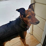 Pepper a rejoint le concours — aidez-le/la à gagner de superbes lots ! brown_and_black_coat, closeup, collar, companion_animal, curious, daytime, dog, ears_up, glass_door, looking_out, muzzle, outdoor, paw, pet, porch, residential, snow, tile_floor, winter, yard