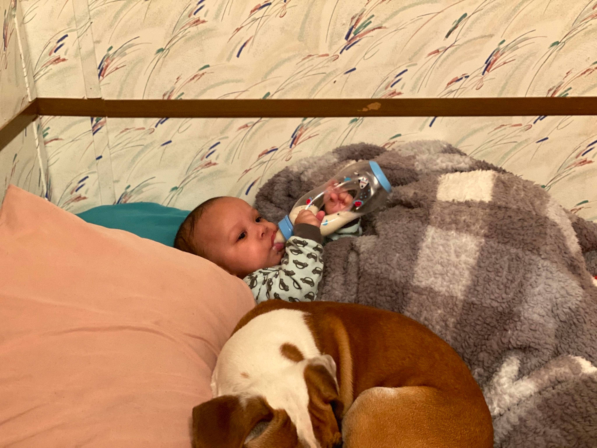 Anakin is registered to the contest to win money with this photo: abdomen, baby, baby_products, bedtime, child, comfort, companion_dog, dog, dog_breed, flooring, hardwood, leg, leisure, linens, nap, person, room, sitting, thigh, toddler
