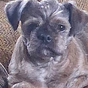Chewy joined the competition — help win amazing prizes! animal, brown, canine, close_up, companion, cute, dog, ears, face, fur, home, indoor, laying, looking, nose, paw, pet, portrait, resting, texture