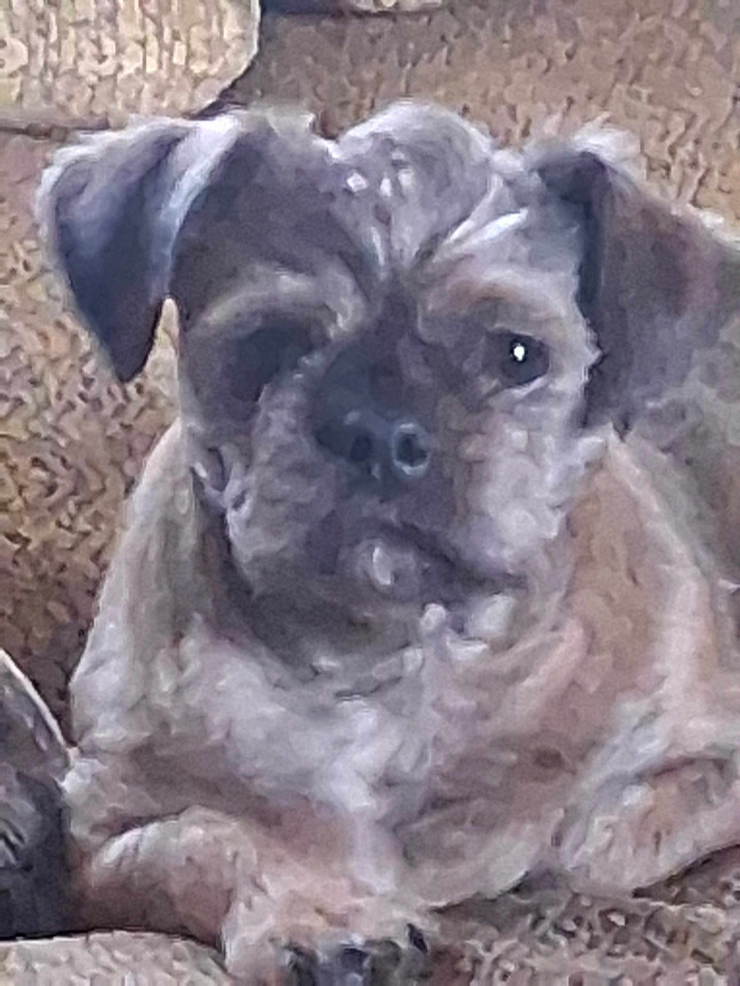 Chewy