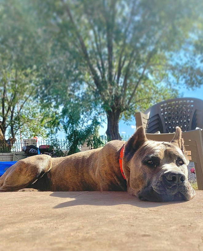 Magnum is registered to the contest to win money with this photo: bulldog, canidae, carnivore, collar, companion_dog, dog, dog_breed, dog_collar, dog_supply, fawn, grass, leash, pet_supply, plant, sky, snout, sporting_group, tree, working_animal, wrinkle