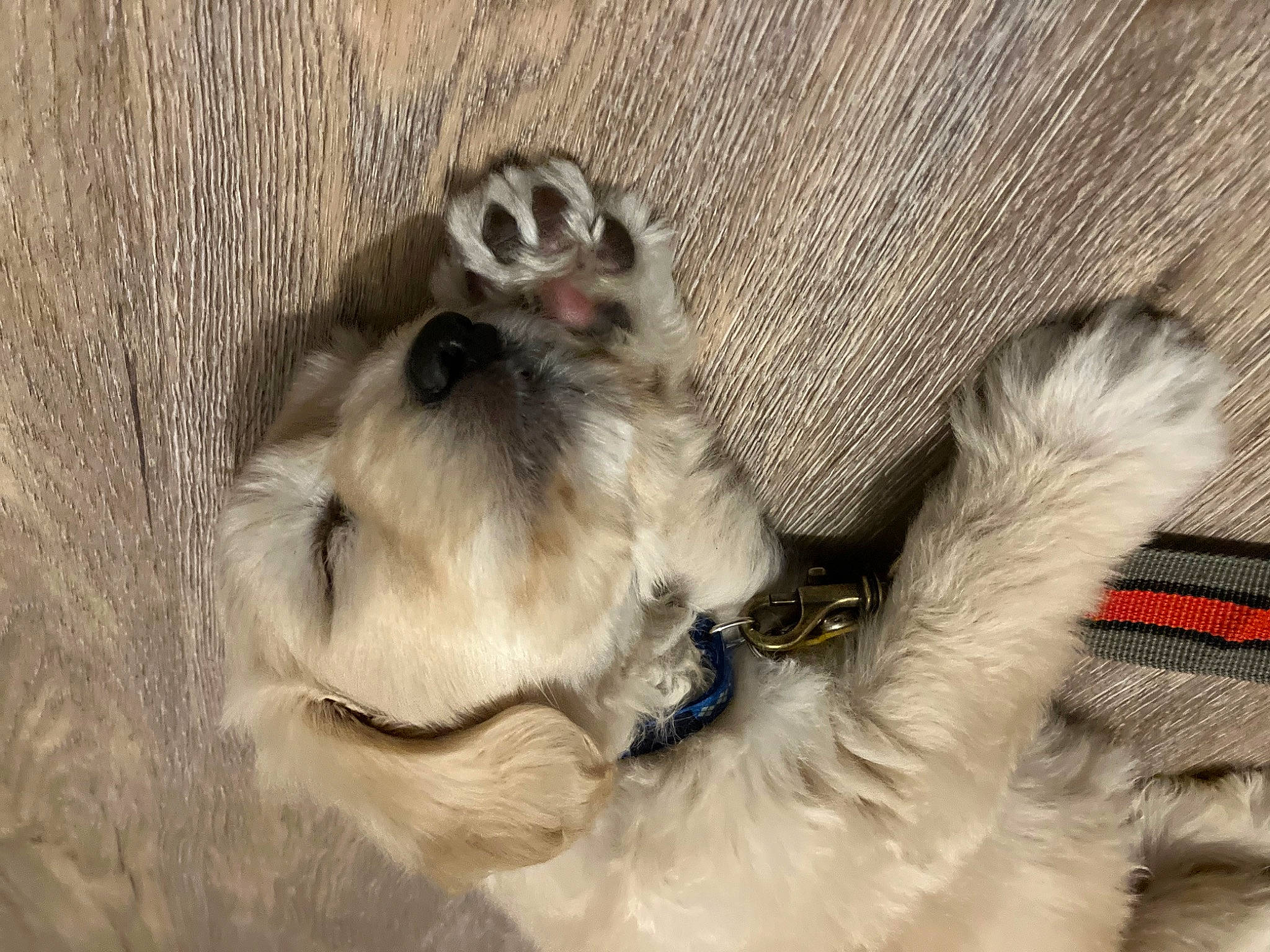 Kurumi is registered to the contest to win money with this photo: canidae, carnivore, claw, comfort, companion_dog, dog, dog_breed, fawn, felidae, fur, grey, paw, sporting_group, tail, terrestrial_animal, whiskers