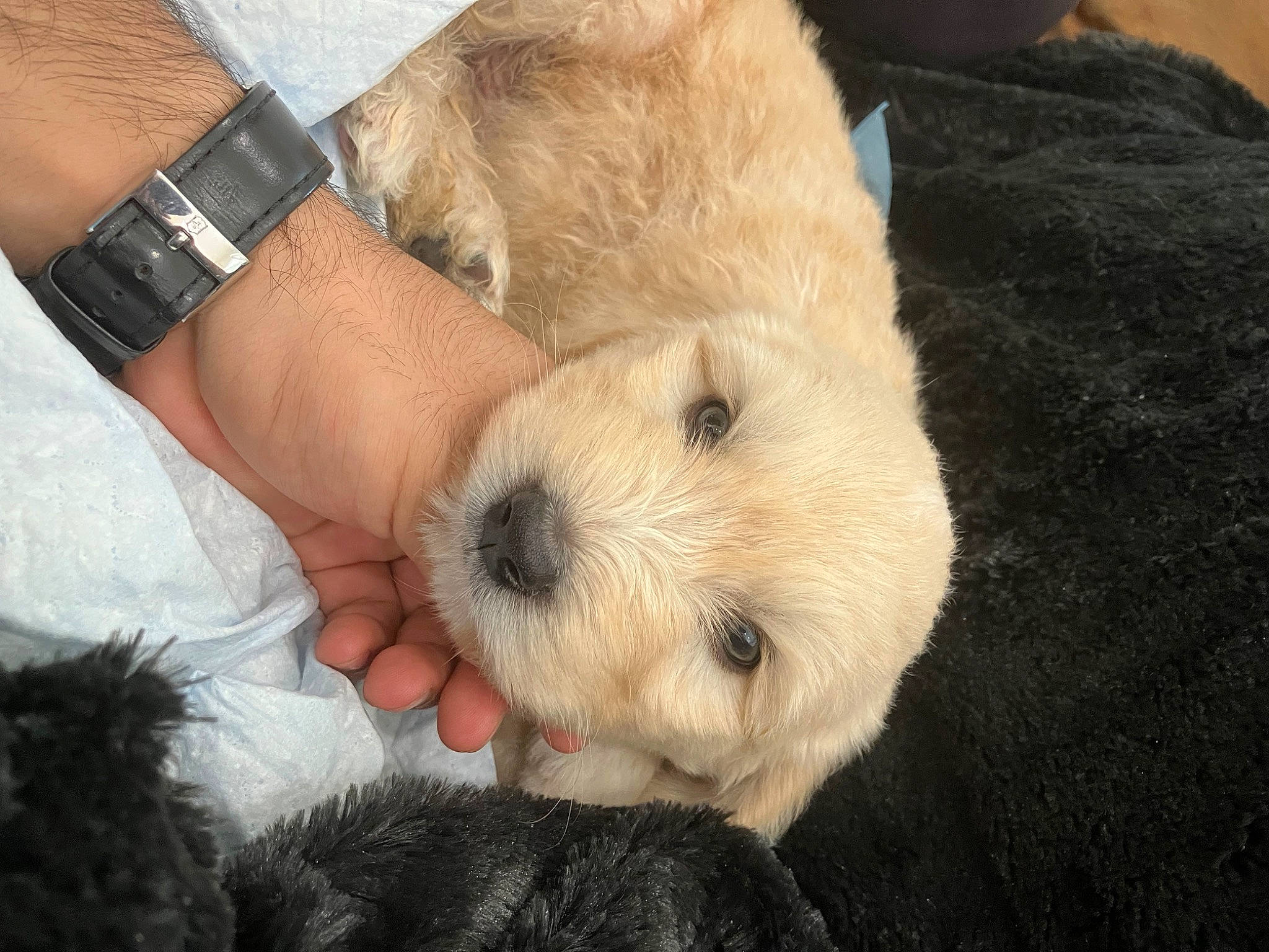 Kurumi is registered to the contest to win money with this photo: analog_watch, canidae, carnivore, clock, companion_dog, dog, dog_breed, fawn, fur, gesture, plush, puppy_love, snout, sporting_group, stuffed_toy, toy, toy_dog, watch, whiskers, wrist