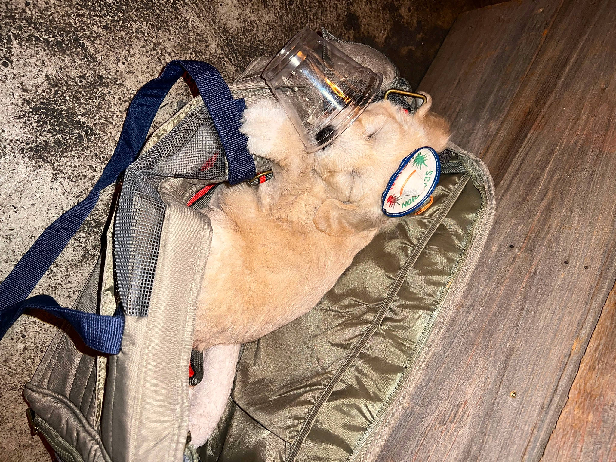 Kurumi is registered to the contest to win money with this photo: bag, carnivore, comfort, dog, dog_breed, fawn, fur, hardwood, hat, headgear, leash, luggage_and_bags, personal_protective_equipment, pet_supply, recreation, snout, sporting_group, walking_shoe, wood, working_animal