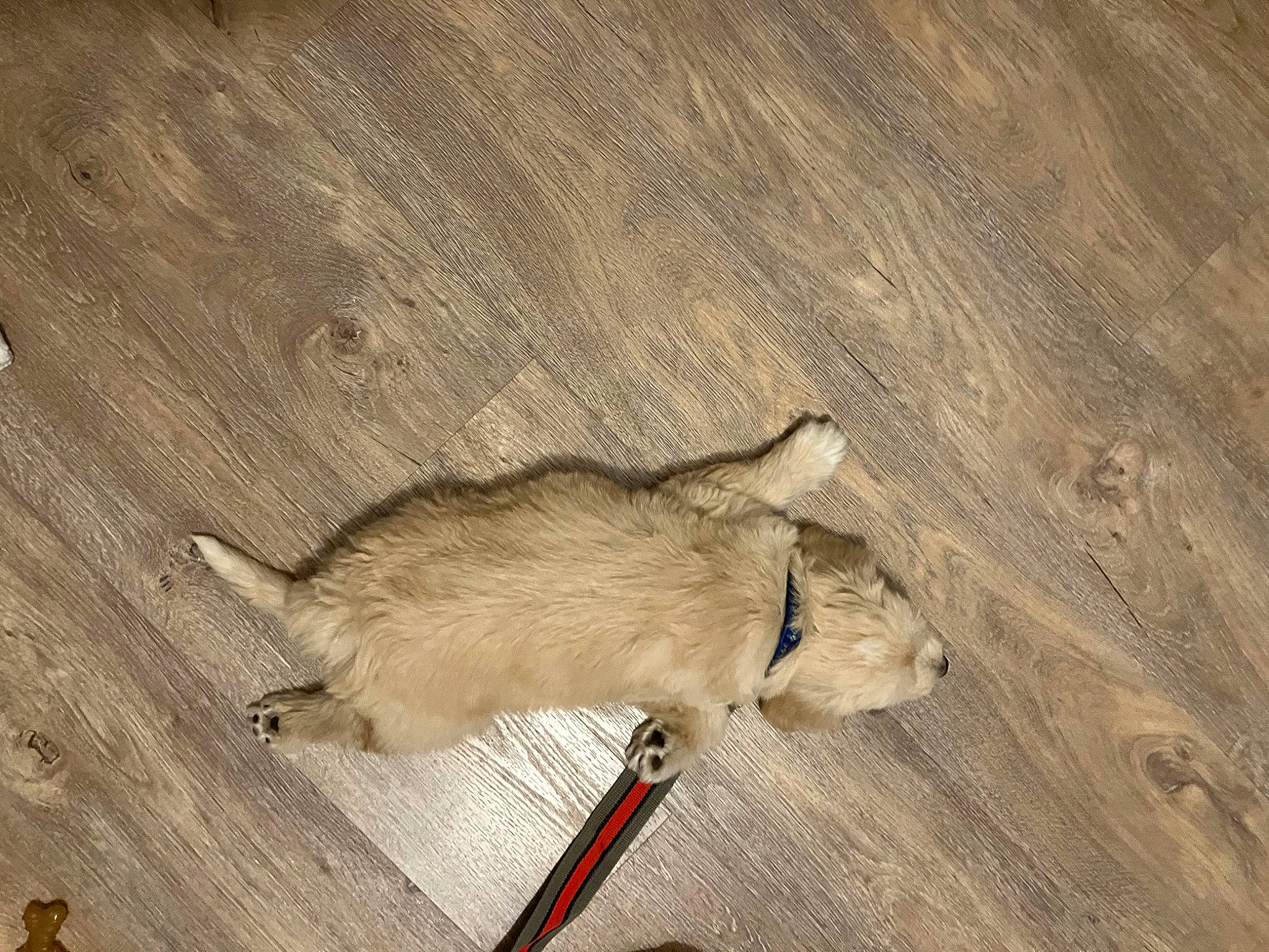 Kurumi is registered to the contest to win money with this photo: carnivore, claw, companion_dog, dog_breed, felidae, flooring, hardwood, mouse, muroidea, paw, rat, rodent, small_to_medium_sized_cats, sporting_group, tail, terrestrial_animal, whiskers, white_footed_mice, wood, zingiber