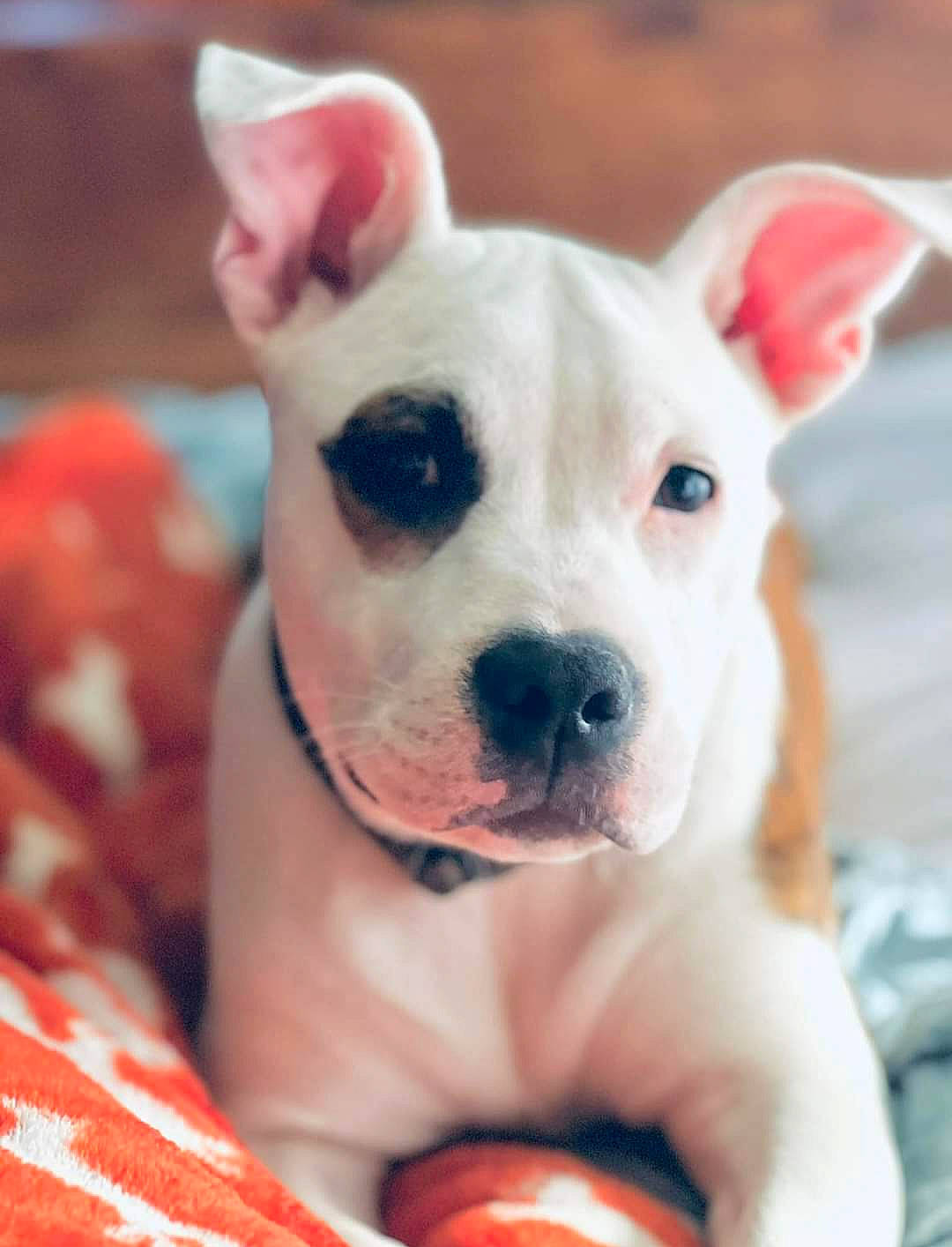 Aries is registered to the contest to win money with this photo: ancient_dog_breeds, canidae, carnivore, close_up, collar, companion_dog, dog, dog_breed, dog_collar, dog_supply, dogo_argentino, ear, fawn, pink, snout, sporting_group, terrestrial_animal, toy_dog, whiskers, working_animal