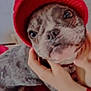 Vanille a rejoint le concours — aidez-le/la à gagner de superbes lots ! dog, red_hat, pet, close_up, indoor, hand, animal, cute, canine, knit_hat, face, portrait, cozy, furry, domestic_animal, companion, comfort, warm, person, sitting