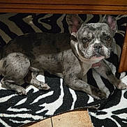 Vanille participe au concours pour gagner de l'argent avec cette photo : dog, french_bulldog, brindle, pet, indoor, zebra_rug, curious, table, floor, tile_floor, animal, canine, laying_down, looking_at_camera, ears_up, collar, domestic_animal, house, resting, paw