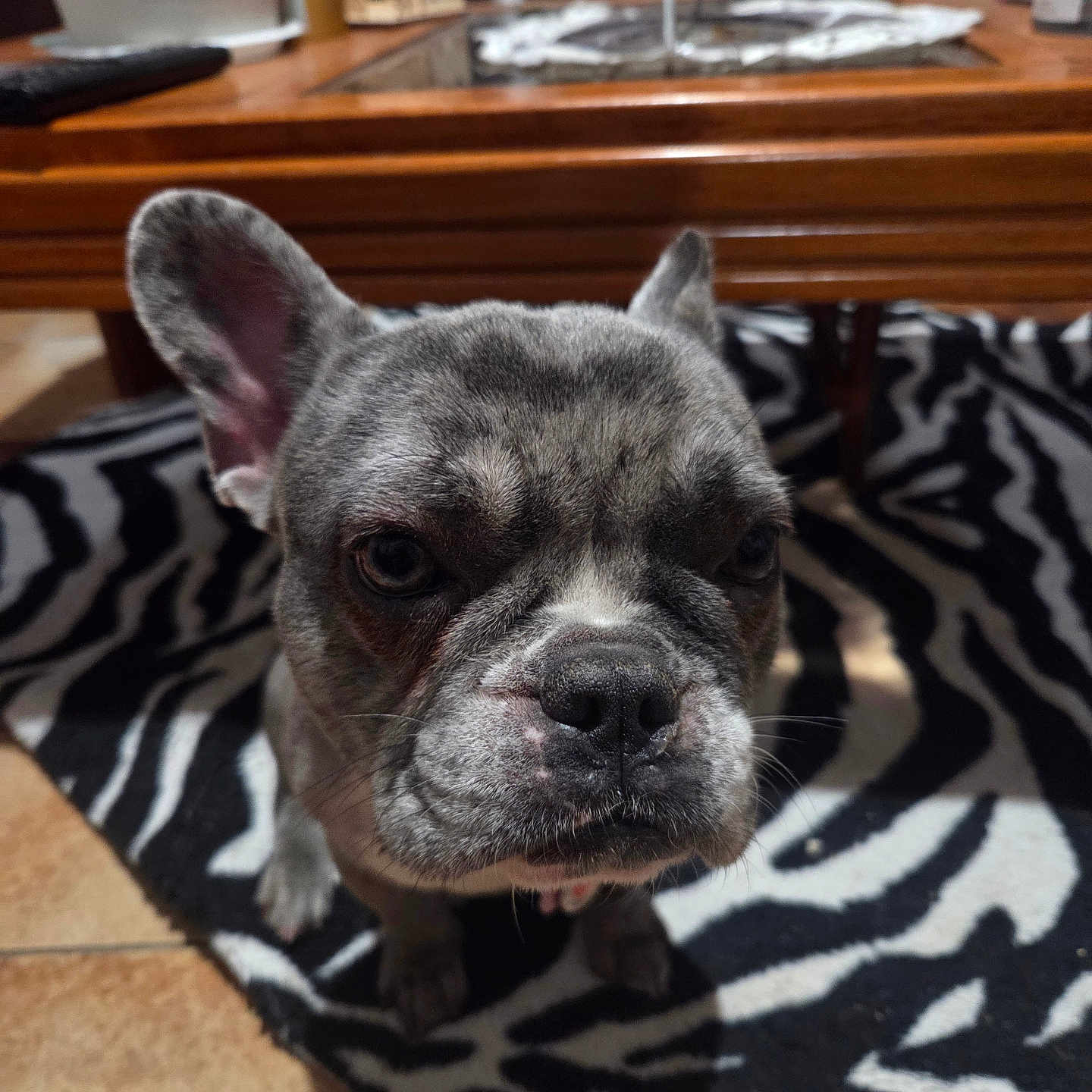 Vanille a rejoint le concours — aidez-le/la à gagner de superbes lots ! animal, black_and_white, canine, carpet, close_up, curious, dog, domestic, ears, face, floor, french_bulldog, grumpy, household, indoor, pet, portrait, table, wooden_furniture, zebra_pattern
