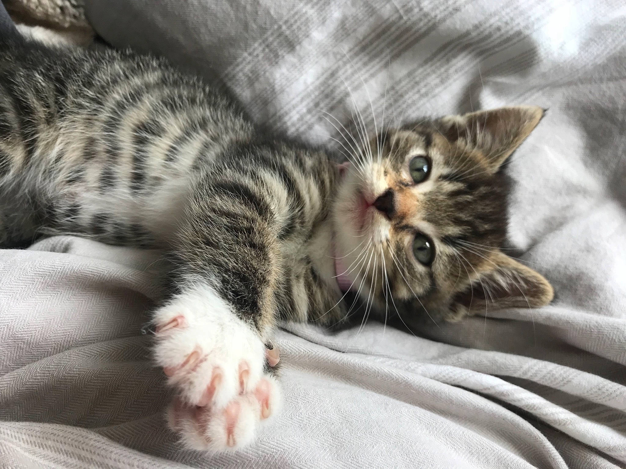 Brian is registered to the contest to win money with this photo: carnivore, cat, claw, comfort, domestic_short_haired_cat, felidae, fur, grey, nap, paw, sleep, small_to_medium_sized_cats, snout, tail, terrestrial_animal, textile, whiskers