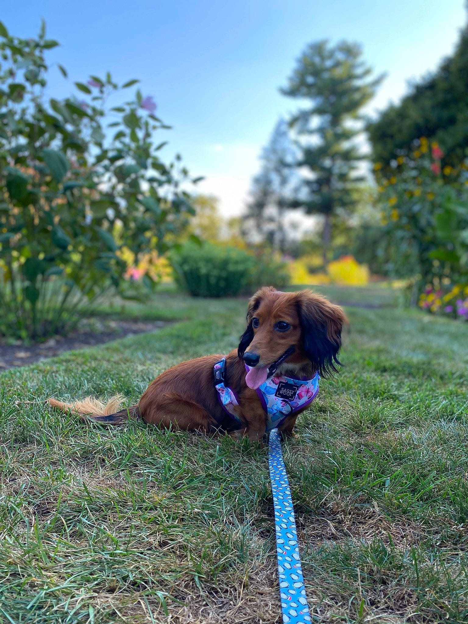 Brandy joined the competition — help win amazing prizes! carnivore, cloud, collar, companion_dog, dog, dog_breed, dog_collar, electric_blue, grass, gun_dog, landscape, leash, liver, pet_supply, plant, sky, snout, tail, tree, working_animal